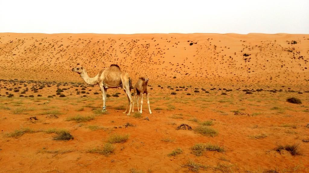 Silent Dunes Camp Hawiyah Exterior photo